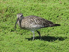 Eurasian Curlew