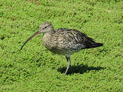 Eurasian Curlew