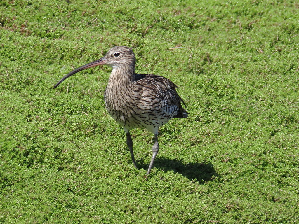 Eurasian Curlew