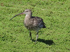 Eurasian Curlew