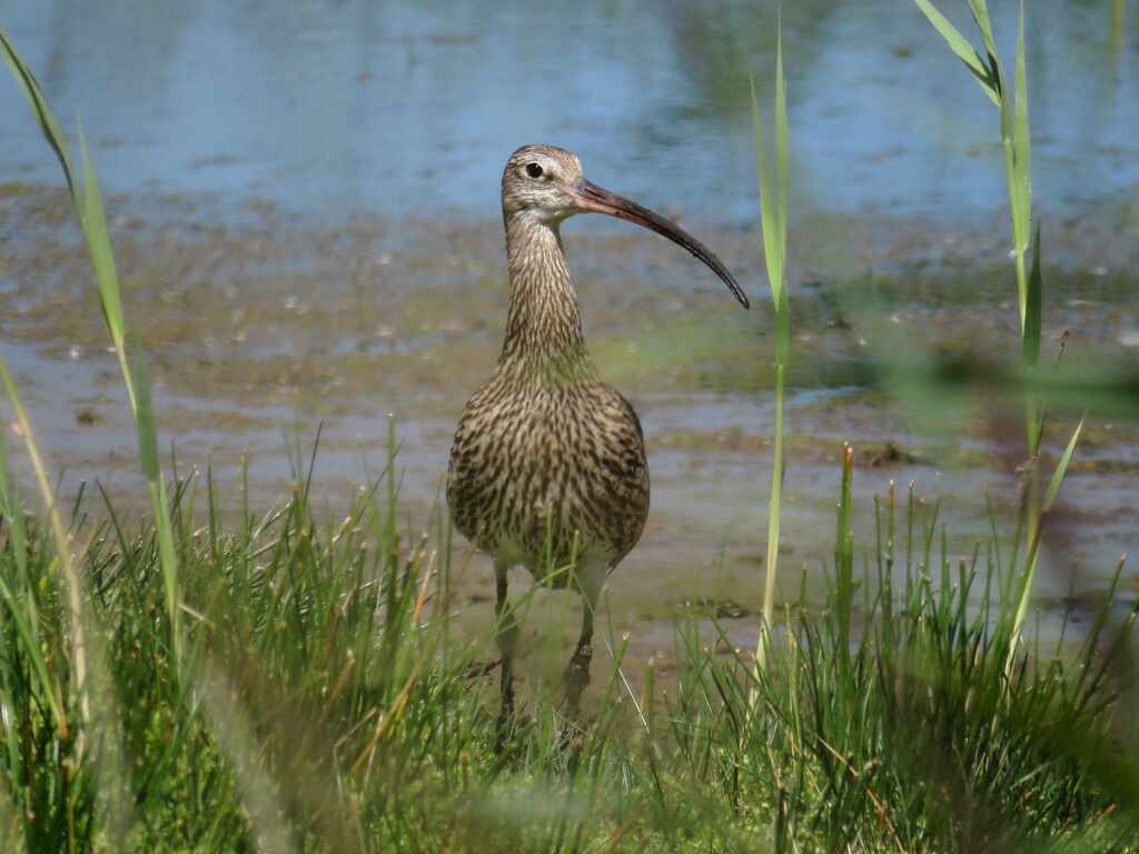 Eurasian Curlew