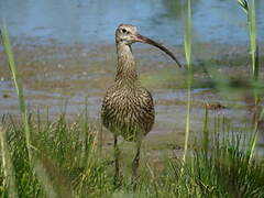 Eurasian Curlew