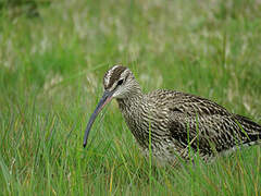 Eurasian Whimbrel