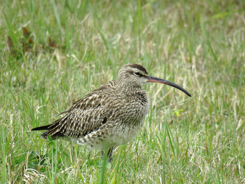 Eurasian Whimbrel