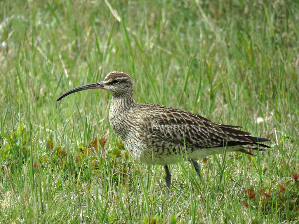 Eurasian Whimbrel