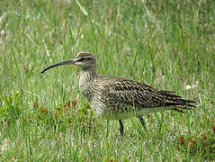 Eurasian Whimbrel