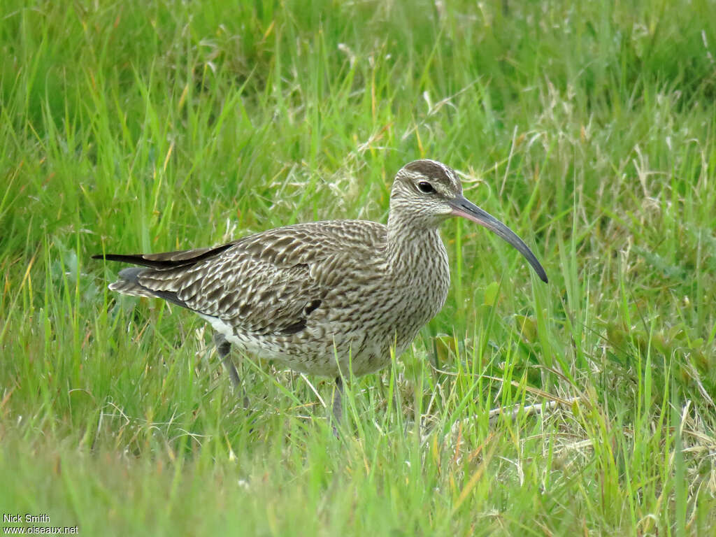 Courlis corlieuadulte, pêche/chasse