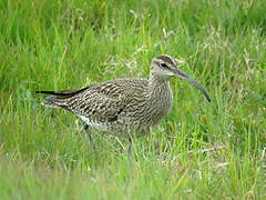 Whimbrel