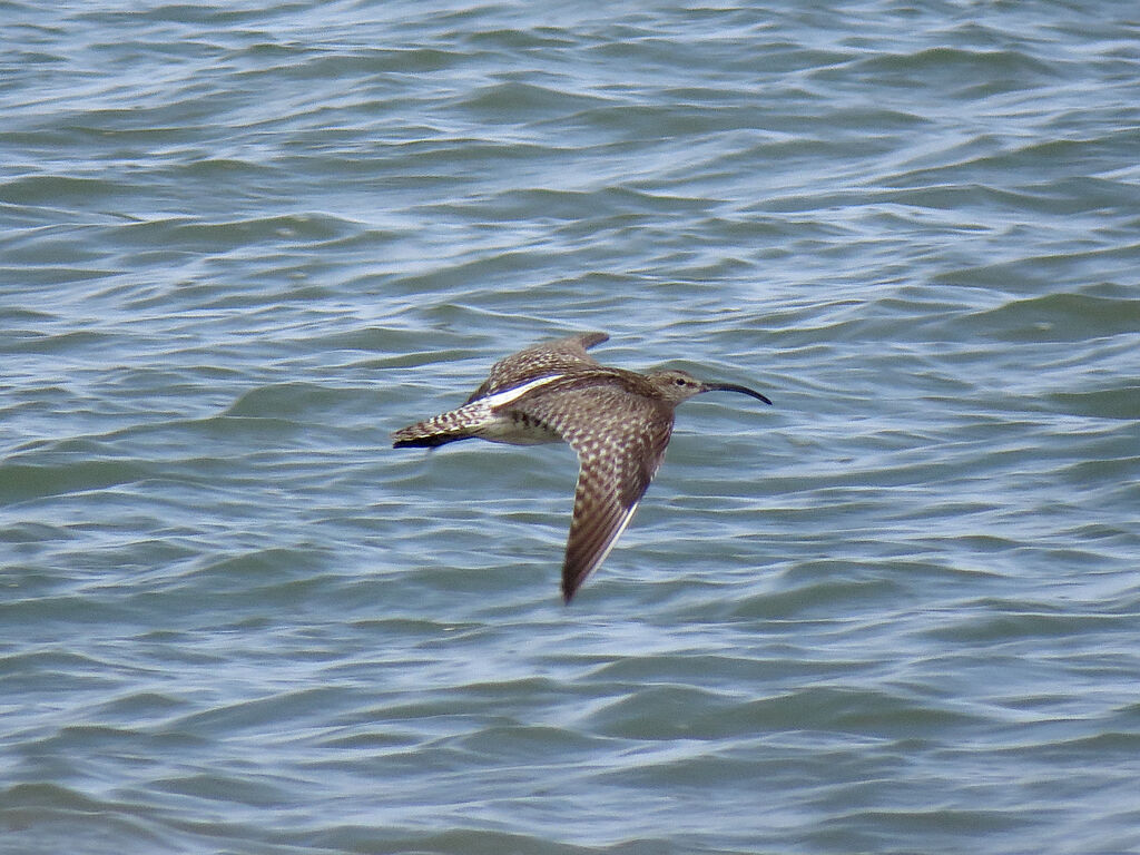 Eurasian Whimbrel