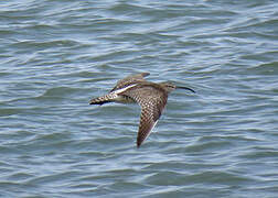 Eurasian Whimbrel