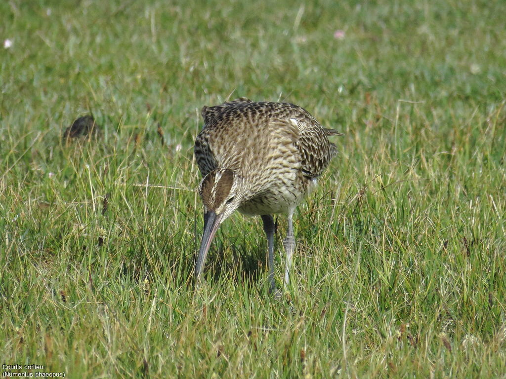 Eurasian Whimbrel