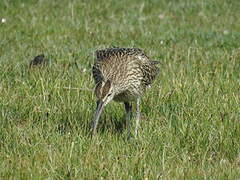 Eurasian Whimbrel