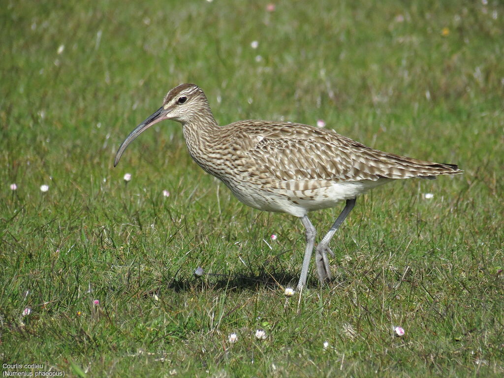 Eurasian Whimbrel