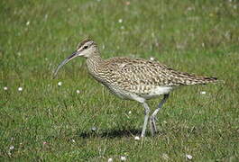 Eurasian Whimbrel