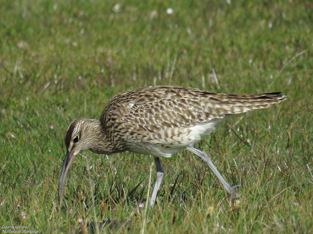 Eurasian Whimbrel