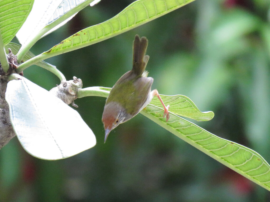 Common Tailorbird