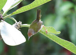 Common Tailorbird