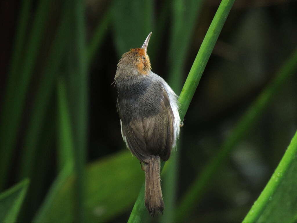 Couturière à tête rousse