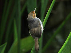 Ashy Tailorbird