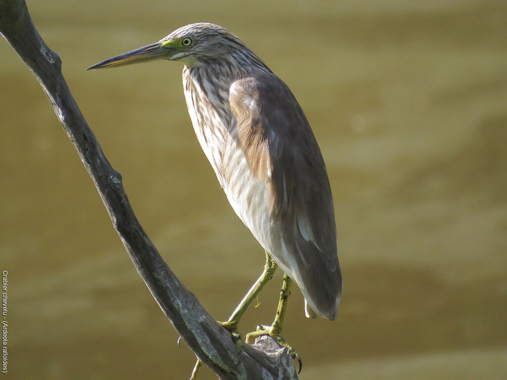 Crabier chevelu