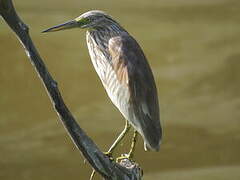 Squacco Heron