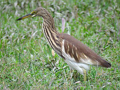 Chinese Pond Heron