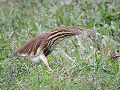 Chinese Pond Heron