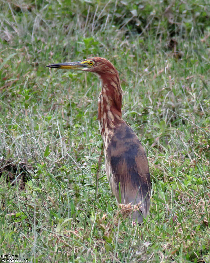 Chinese Pond Heronadult transition