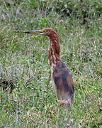 Chinese Pond Heron