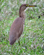 Chinese Pond Heron