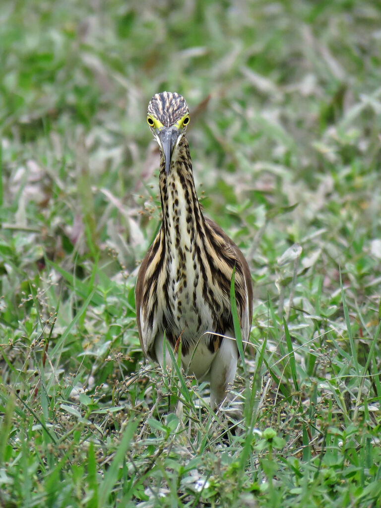 Chinese Pond Heron