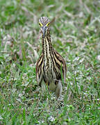 Chinese Pond Heron