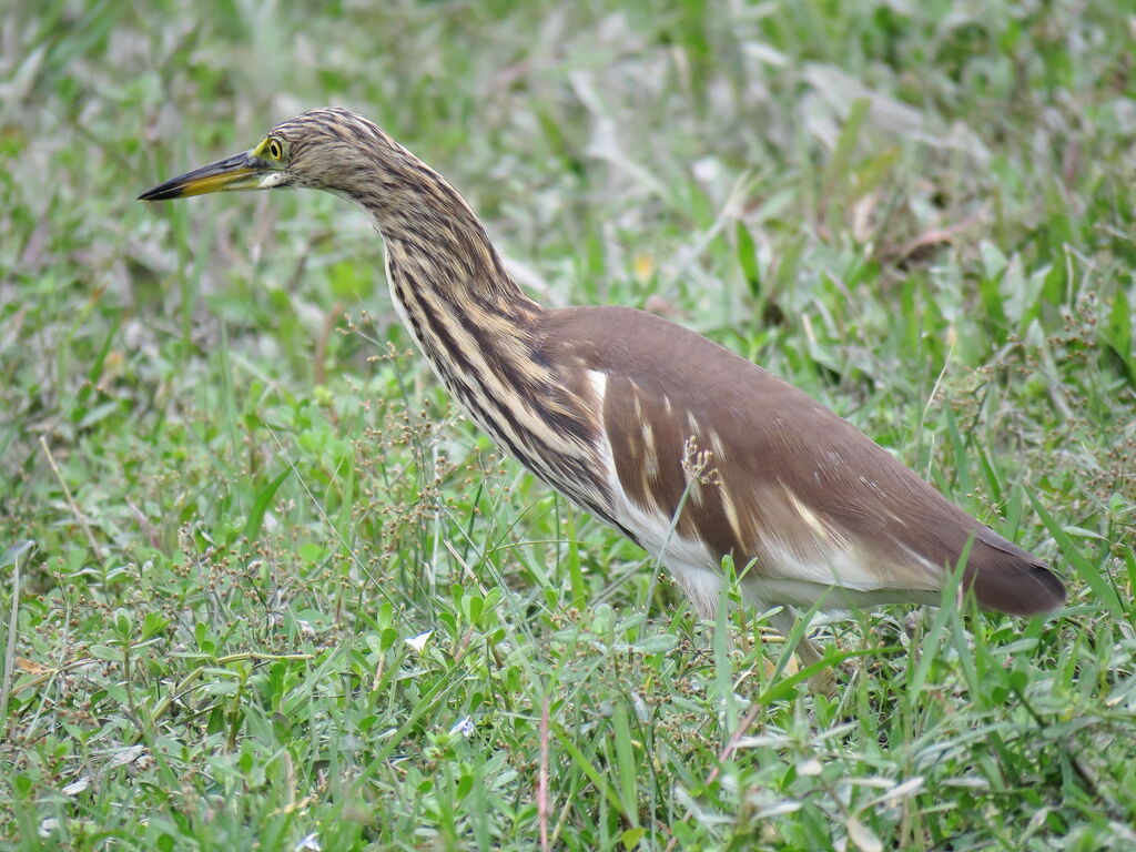 Chinese Pond Heron