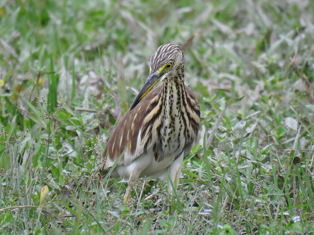 Chinese Pond Heron