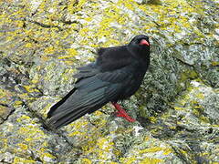 Red-billed Chough