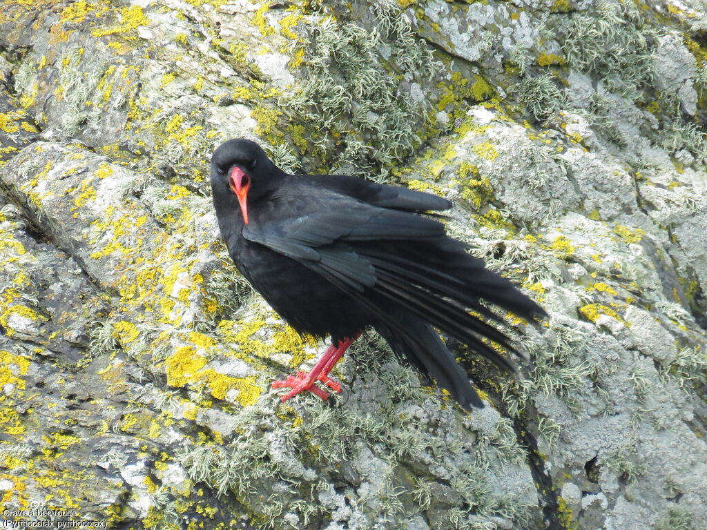 Red-billed Chough