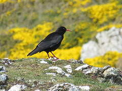 Red-billed Chough