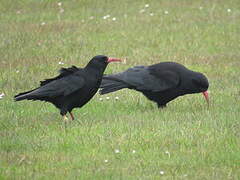 Red-billed Chough