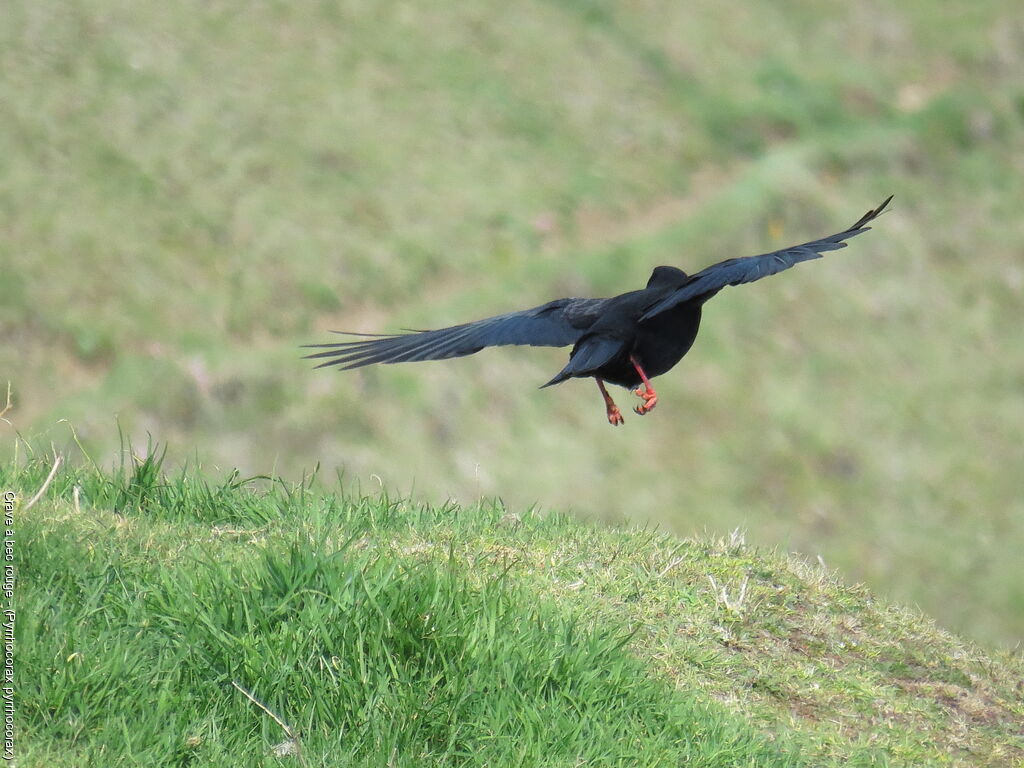 Red-billed Chough