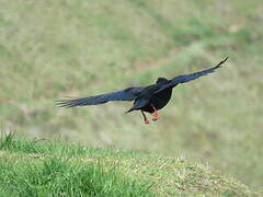 Red-billed Chough