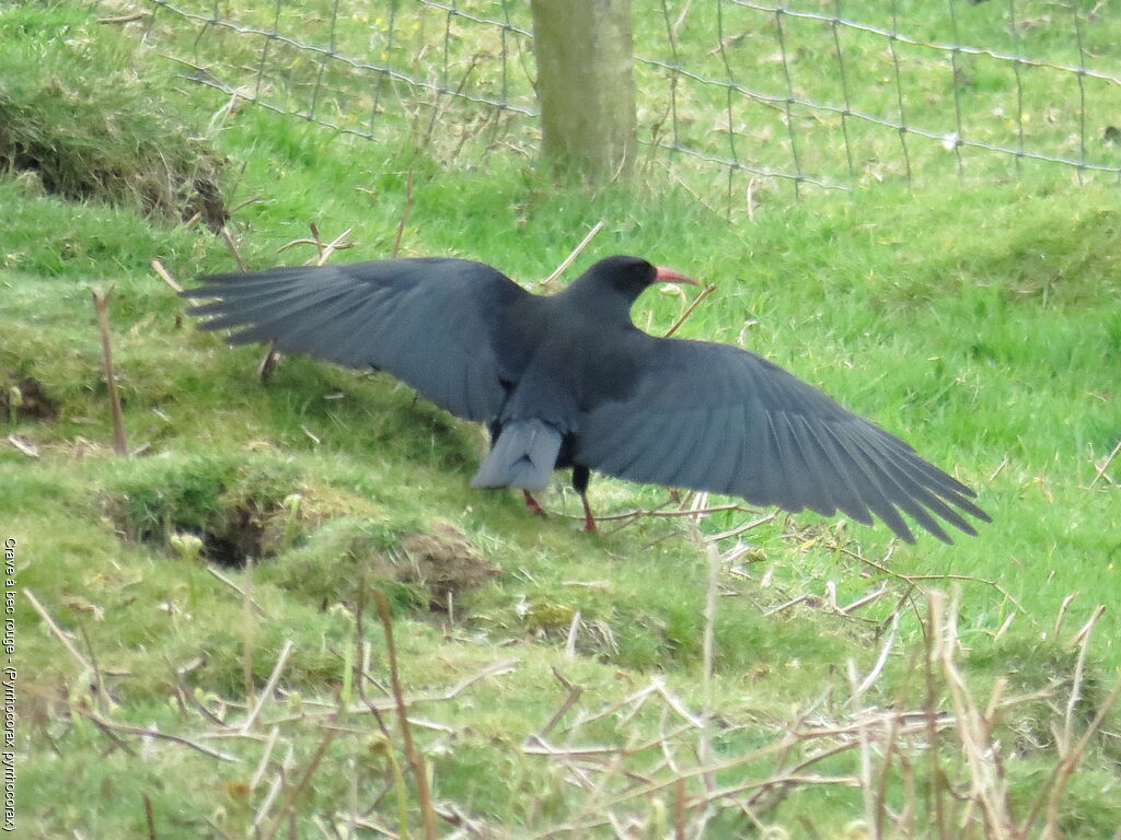 Red-billed Chough