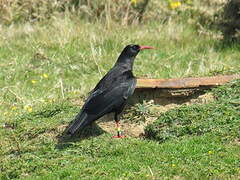 Red-billed Chough