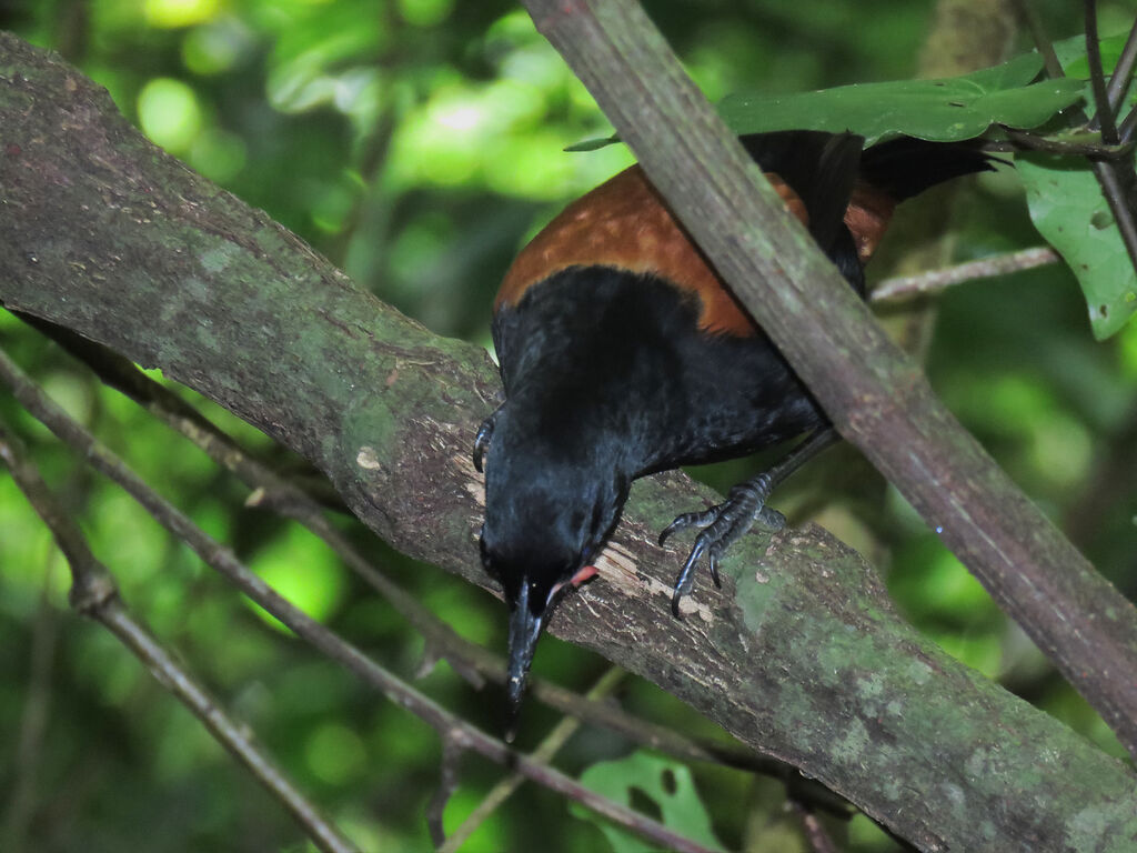 North Island Saddleback