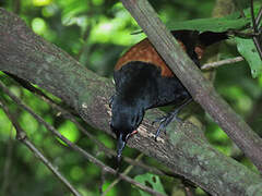 North Island Saddleback