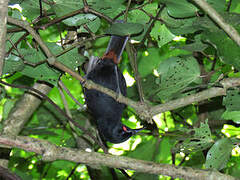 North Island Saddleback