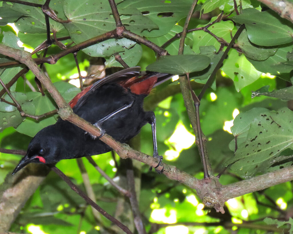 North Island Saddleback