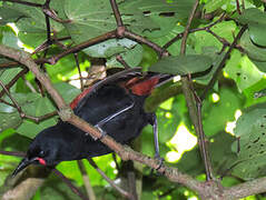 North Island Saddleback