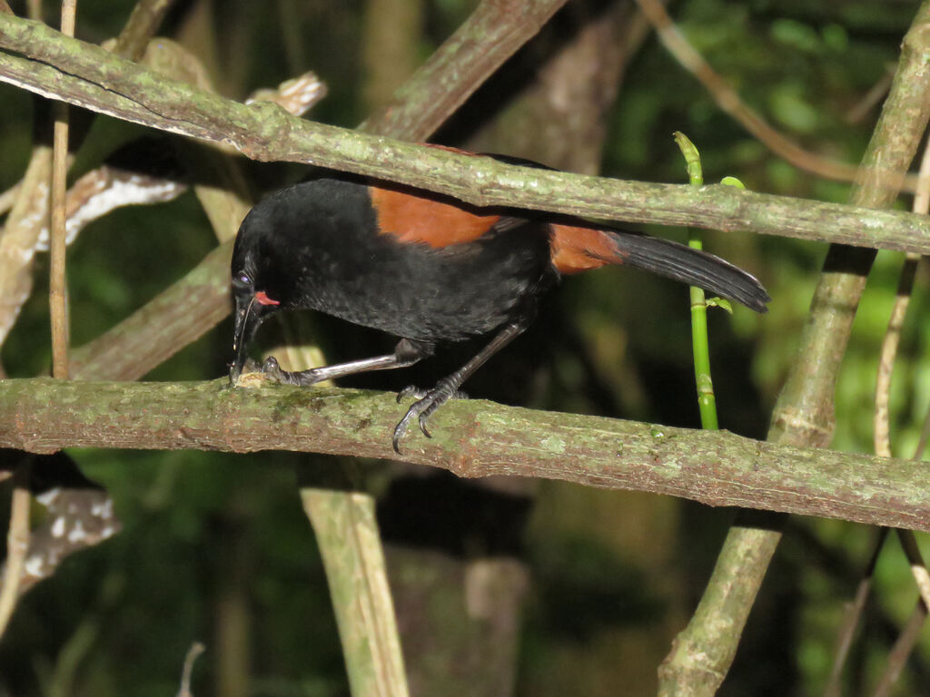 North Island Saddleback