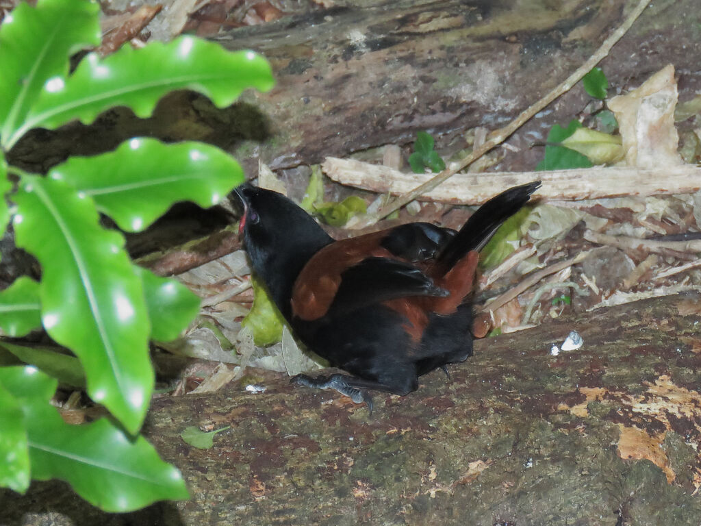 North Island Saddleback