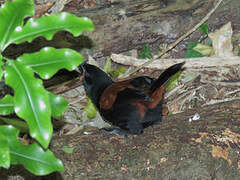 North Island Saddleback